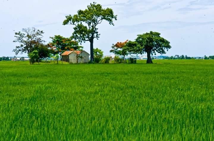 Ảnh minh họa (Nguồn internet)