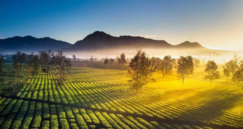 Bài văn phân tích hình tượng rừng xà nu số 10