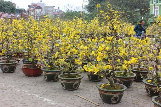 Kinh doanh hoa mai ngày Tết