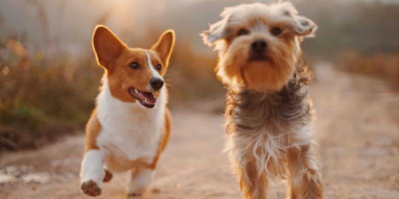 Để sản phẩm tránh xa thú nuôi trong nhà