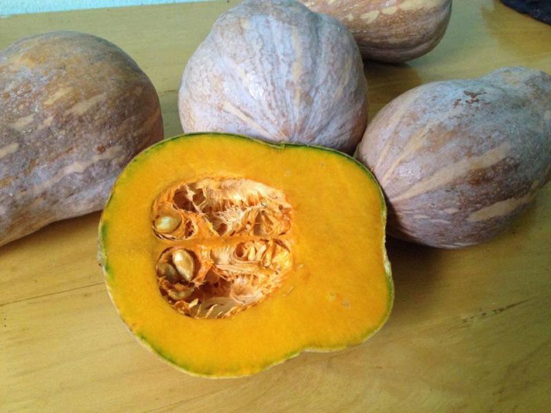 Bí đỏ