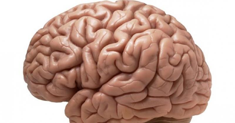 Sáu mươi phần trăm bộ não của con người được tạo ra từ chất béo