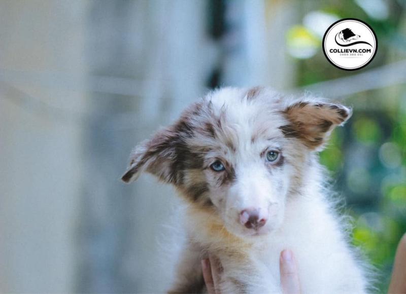 Border Collie Việt Nam
