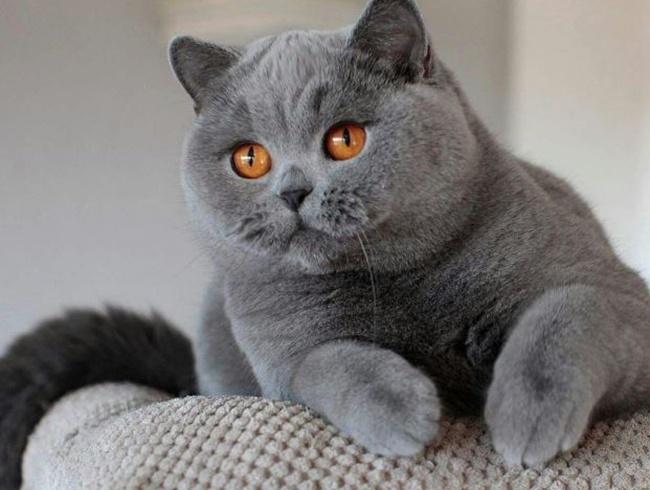 Các màu lông của mèo Anh lông ngắn
