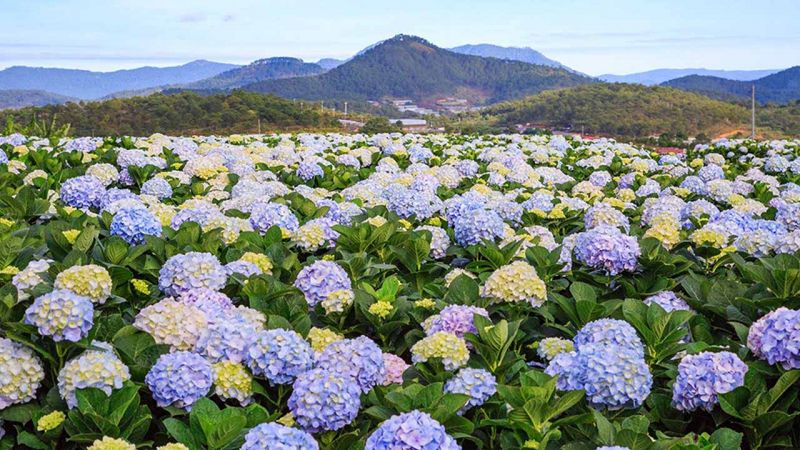 Cánh đồng hoa cẩm tú cầu