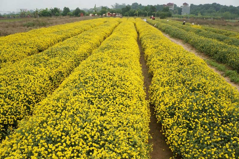 Bài văn thuyết minh về hoa cúc - mẫu số 9