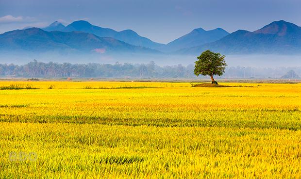 Làm ruộng