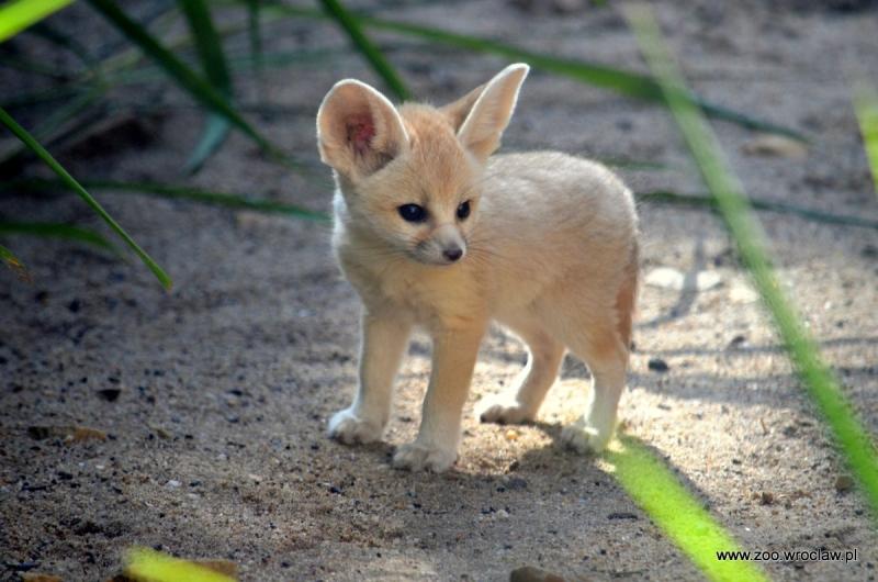 Cáo Fennec nhỏ bé, thân thiện