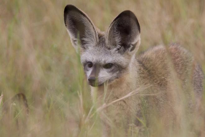Cáo Fennec
