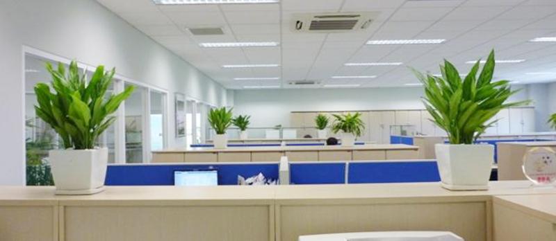 Cây Cảnh Văn Phòng Nhật Hiếu