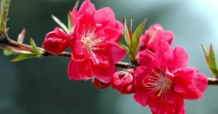 Cây hoa đào đắt nhất chỉ để cho thuê