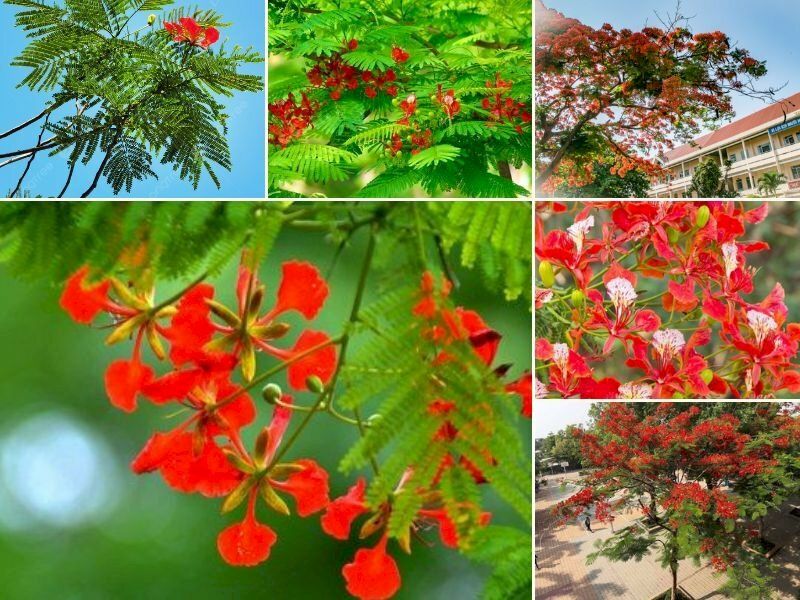 Cây phượng như người bạn tri kỉ của tuổi học trò