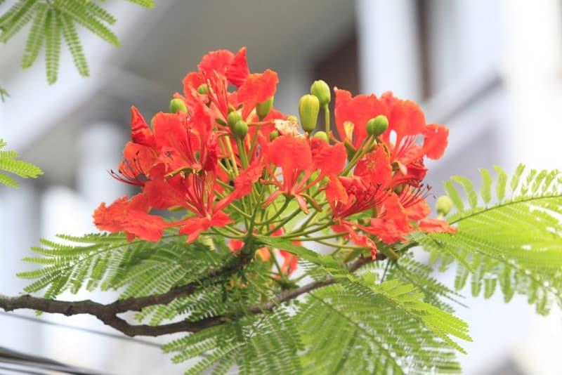 Nhìn từ xa, cây phượng như khoác lên mình một chiếc váy đỏ thật tráng lệ