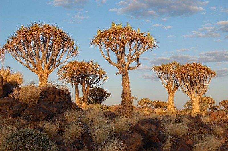 Cây rung động ở Namibia