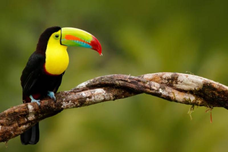 Chim Ramphastos Sulfuratus