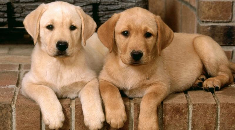 Chó Labrador
