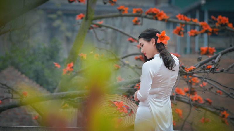 Hoa gạo hồn quê