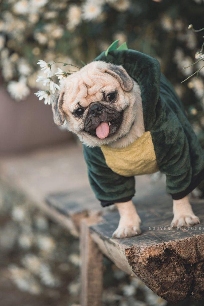 Chó Pug