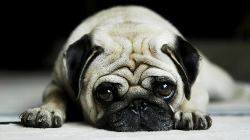 Chó Pug với khuôn mặt chảy xệ ảo não
