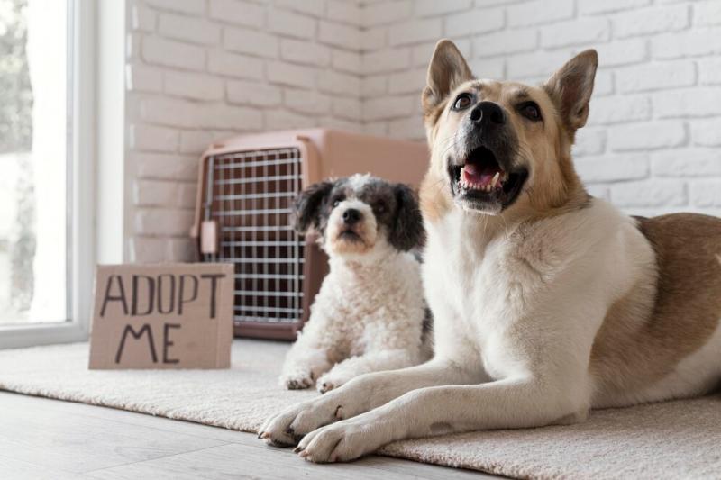 Chuông Pet Shop