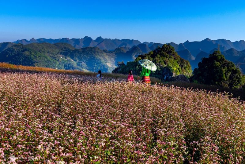 Con đường hạnh phúc Hà Giang với cảnh vật thay đổi theo mùa