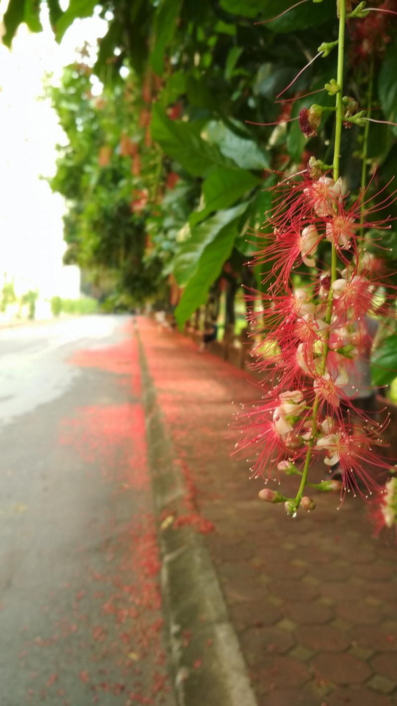 Con đường Tình yêu Sư phạm