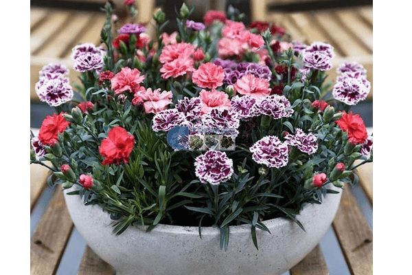 Cửa hàng hạt giống hoa Mỹ Đình