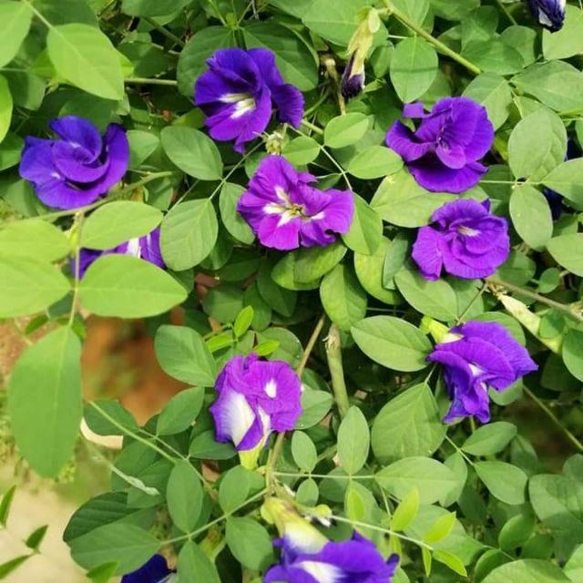 Hạt giống hoa đậu biết