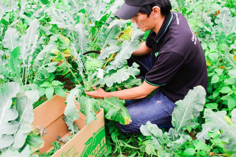 Cửa hàng rau sạch Organic Food