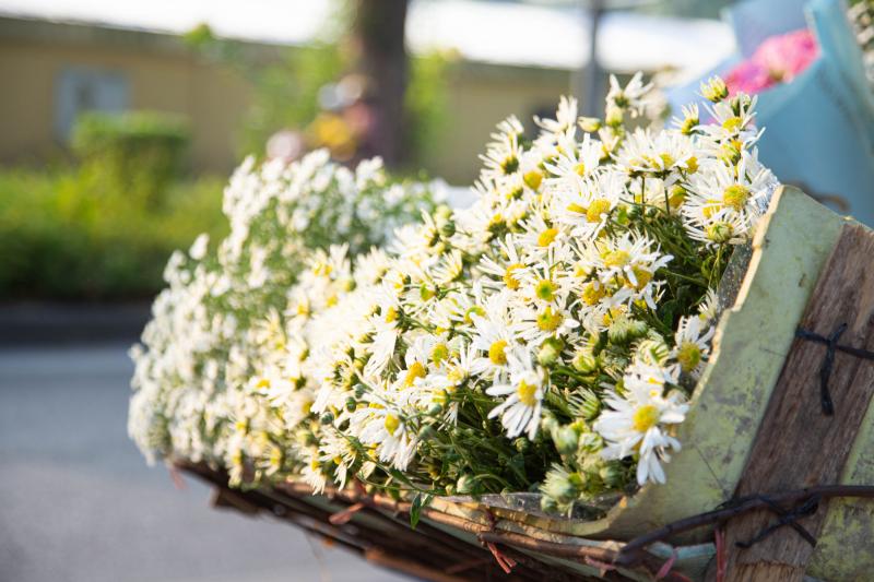Bài văn thuyết minh về hoa cúc - mẫu số 3