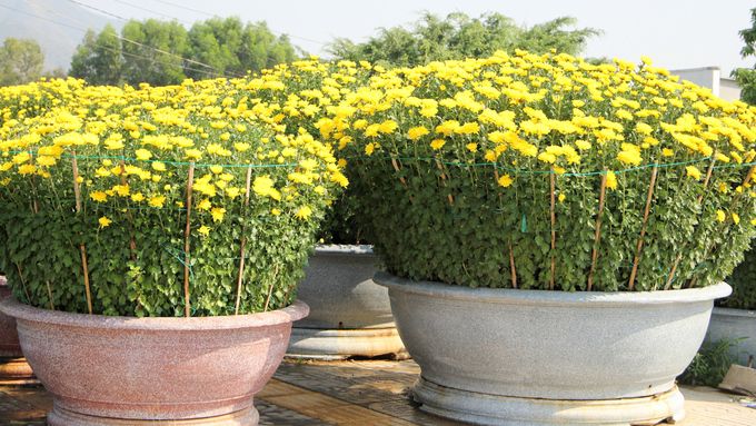 Thuyết minh về Hoa cúc