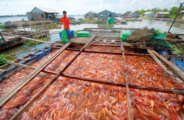 Đặc điểm nhận dạng cá Diêu Hồng