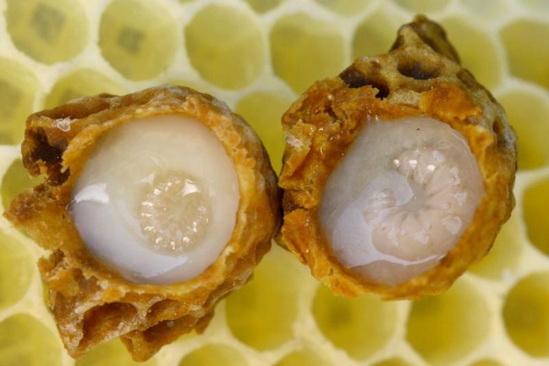 Đặc tính chống oxy hóa có thể hỗ trợ chức năng não khỏe mạnh