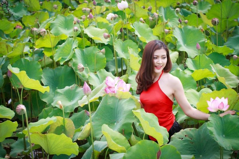 Đầm sen Tây Hồ