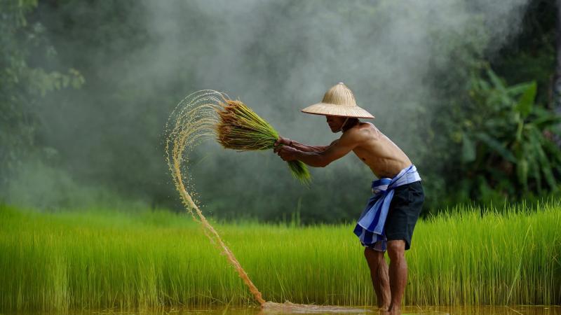 Cảnh nhà nông