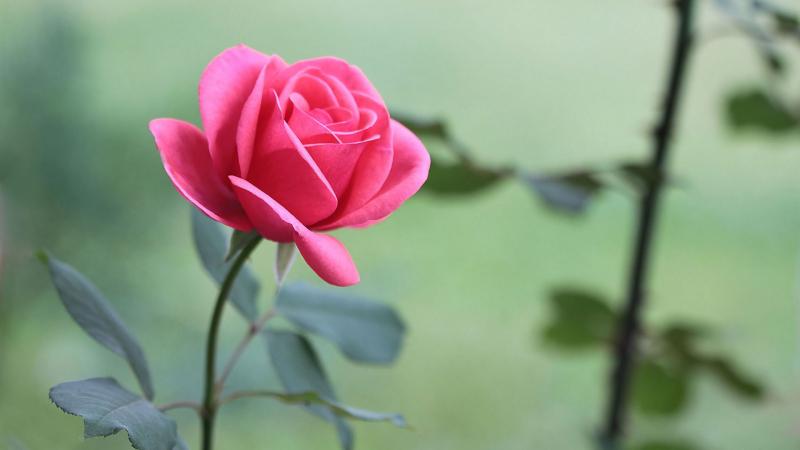 Đặt hoa hợp lý