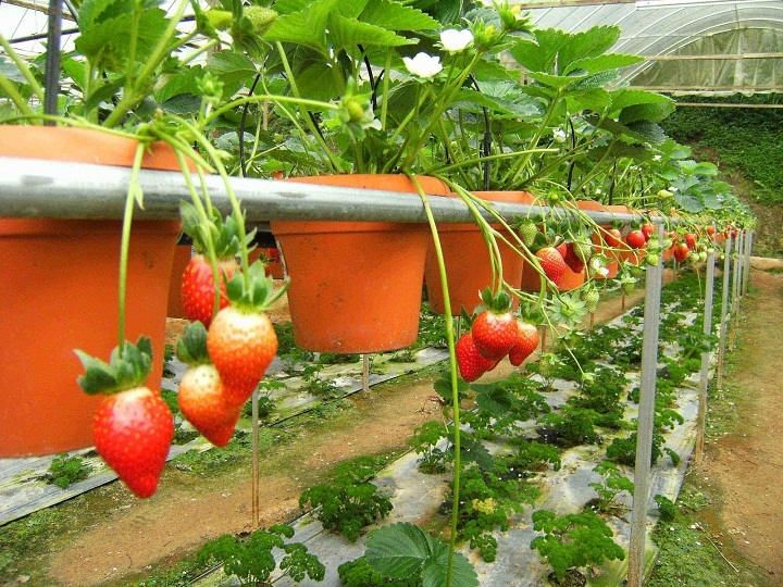 Dâu tây có nhiều công dụng: ăn tráng miệng, làm sirô, làm salad,...