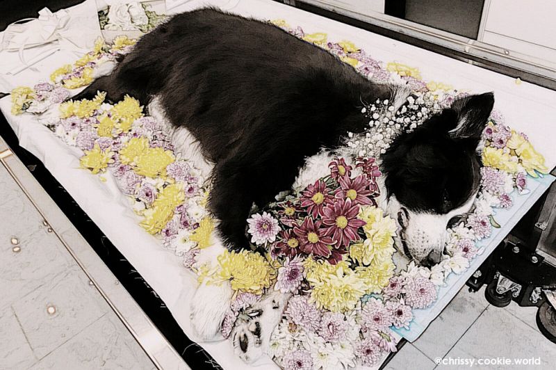 Mai táng chó mèo tại DreamPet