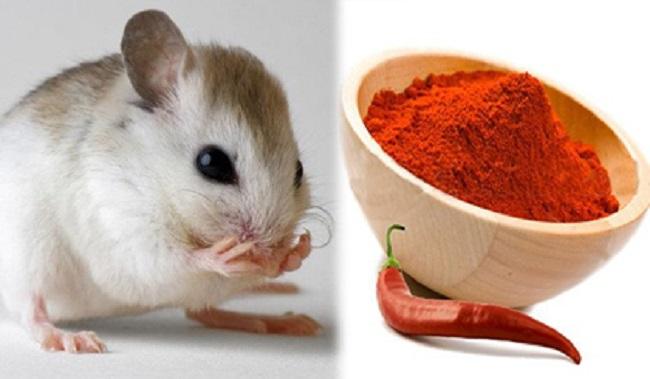 Diệt chuột bằng ớt
