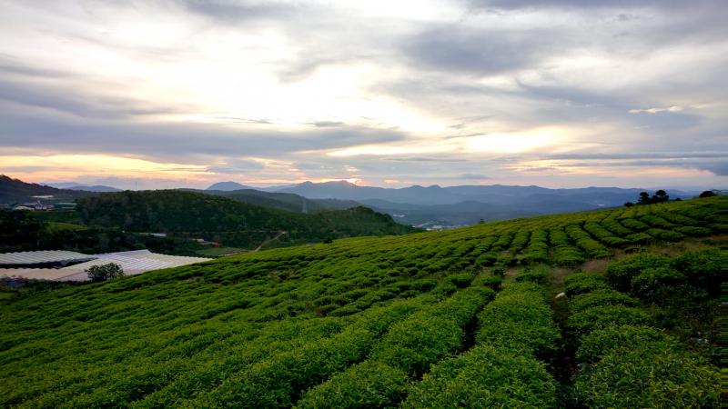 Đồi chè Cầu Đất