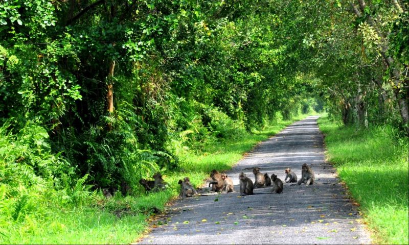 Đường vào rừng U Minh Thượng, Kiên Giang
