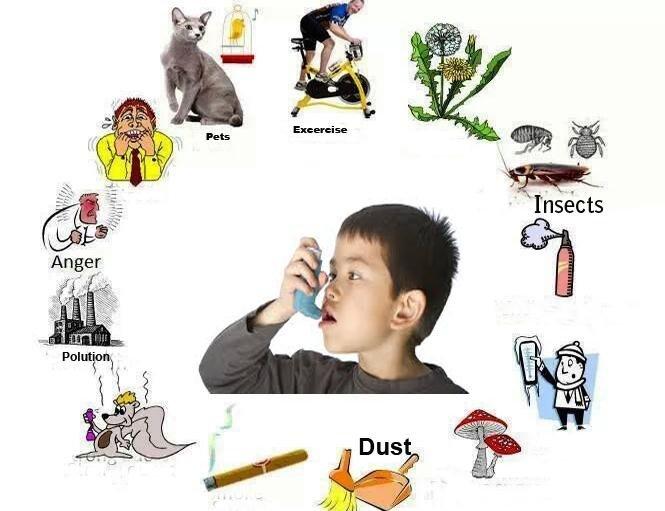 Gián và căn bệnh hen suyễn.