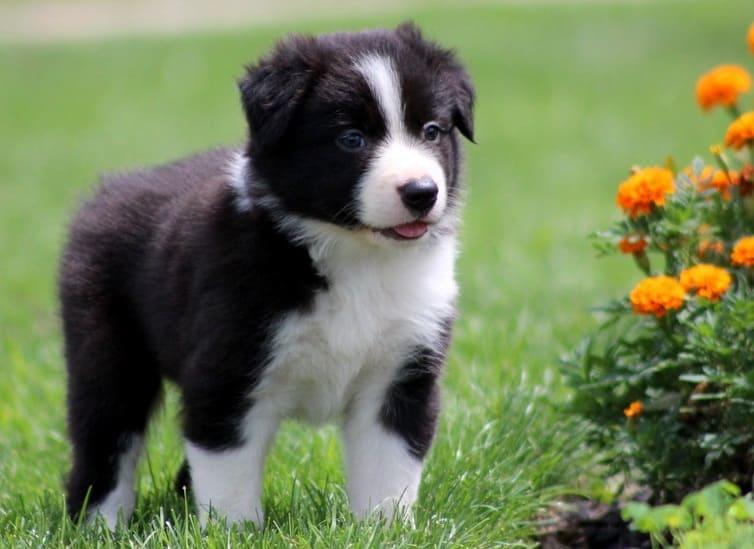 HaNguyenManh Border Collie