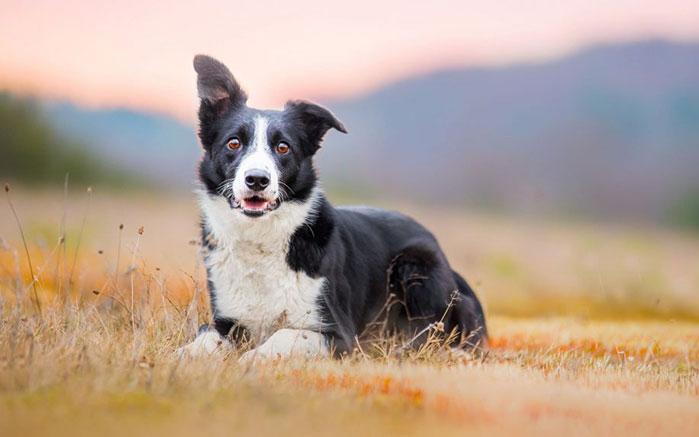 HaNguyenManh Border Collie