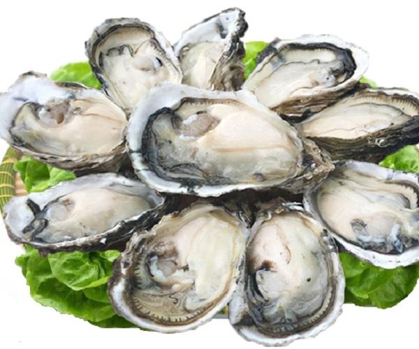 Hàu
