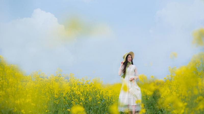 Hoa cải mùa xuân