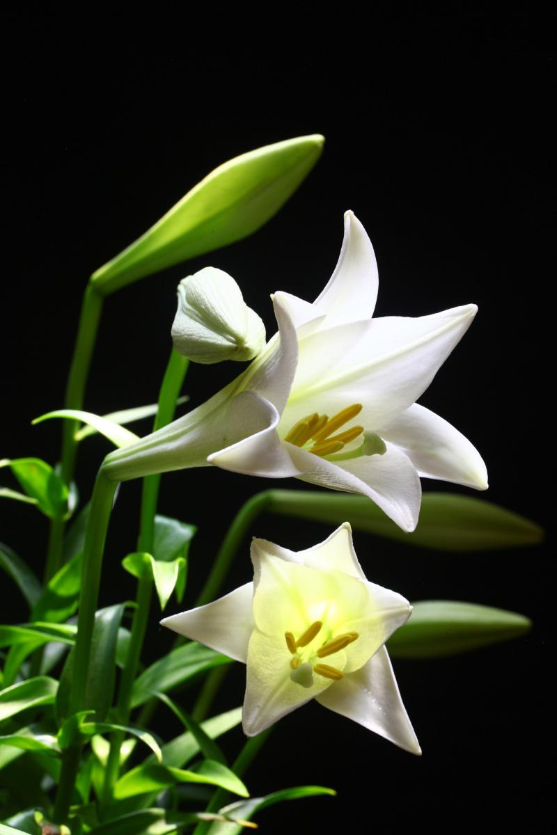 Linh hồn của nắng tháng tư