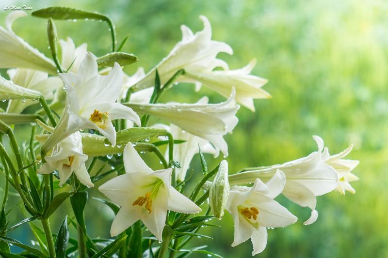 Tản mạn tháng tư - tháng của hoa loa kèn