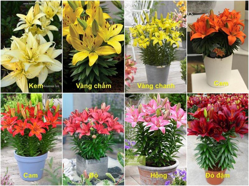 Bài văn thuyết minh về hoa ly số 3