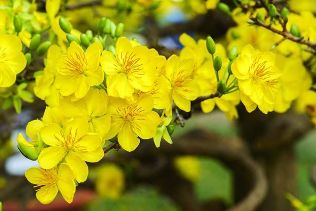 Mai rừng một nhánh nở bên giếng rừng